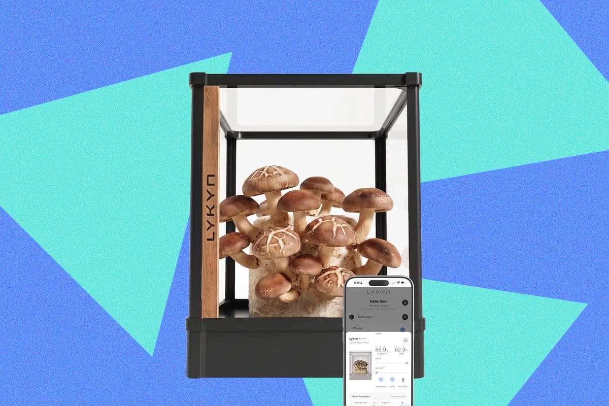 Estufa doméstica automatizada da Lykyn para cultivo de cogumelos
